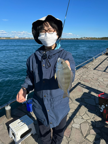 ヘダイの釣果