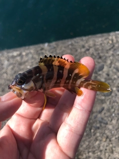 アオハタの釣果