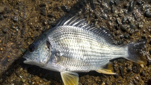 キビレの釣果