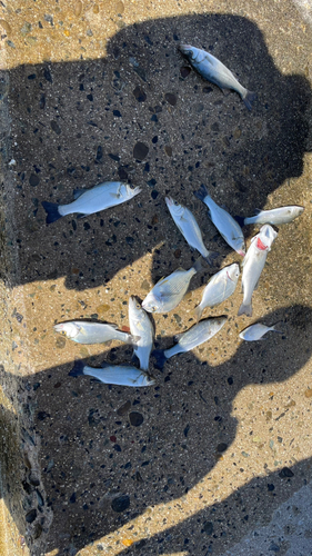 セイゴ（マルスズキ）の釣果