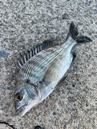 チヌの釣果