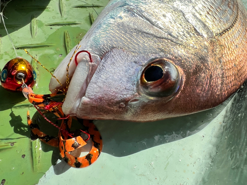 マダイの釣果