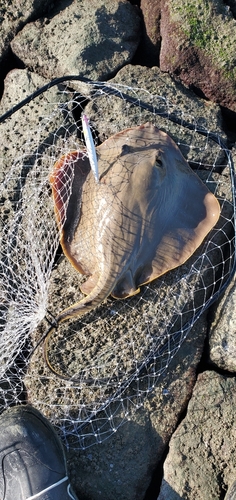 アカエイの釣果