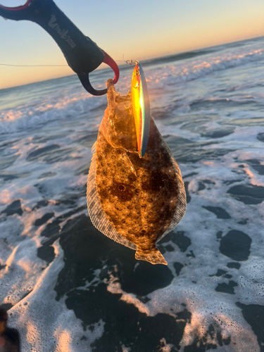 ヒラメの釣果