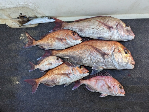 マダイの釣果