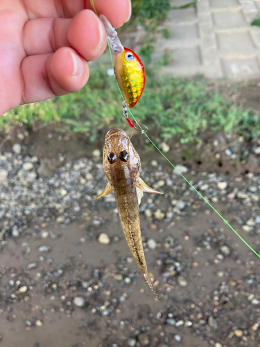 マハゼの釣果