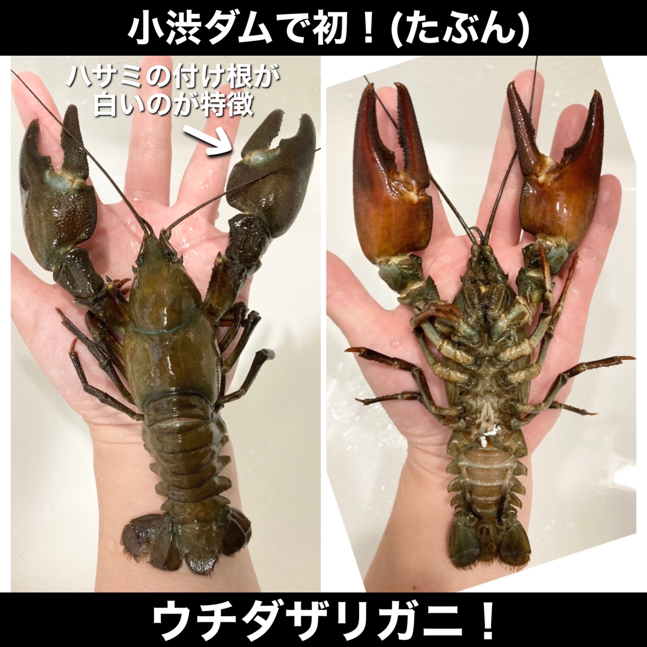 ウチダザリガニ