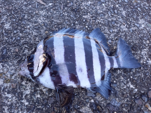 イシダイの釣果