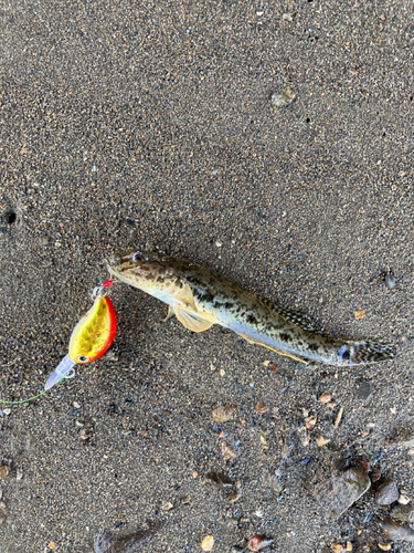 マハゼの釣果