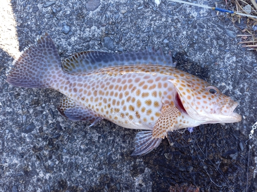 オオモンハタの釣果