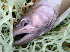 エゾイワナの釣果