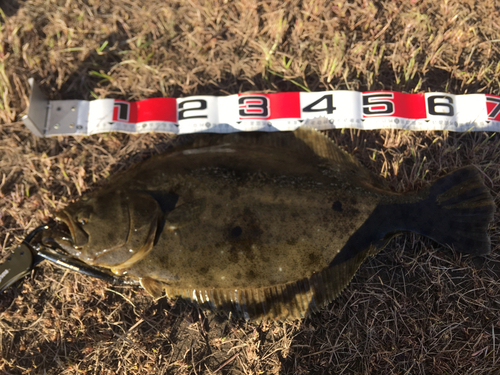 ヒラメの釣果