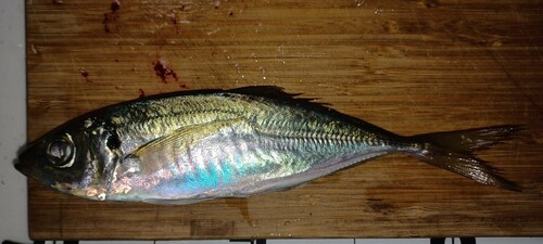 アジの釣果