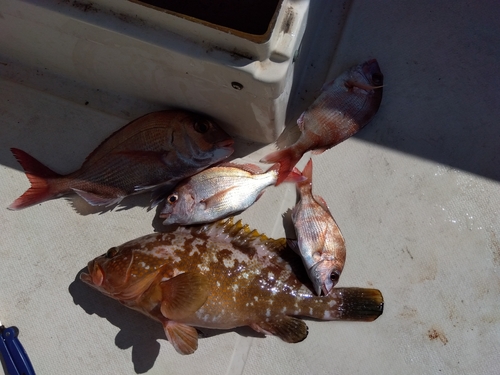 アコウの釣果