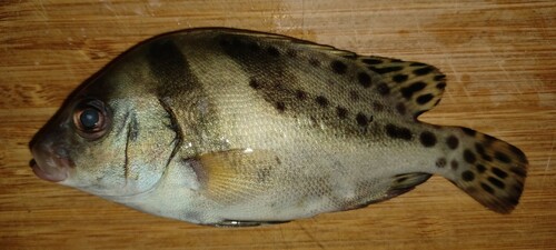 コショウダイの釣果