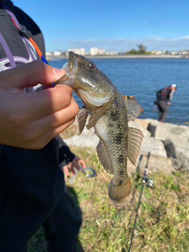 ウロハゼの釣果