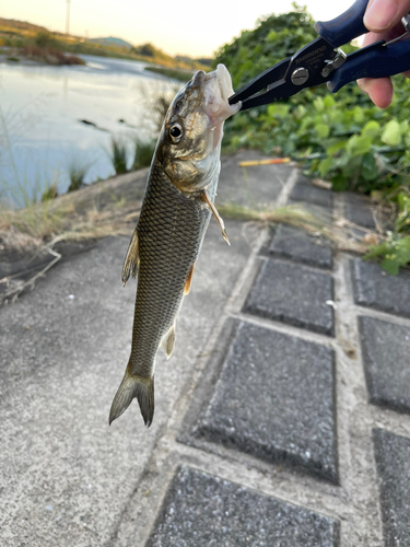 ニゴイの釣果