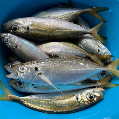 マアジの釣果