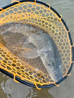 ニゴイの釣果