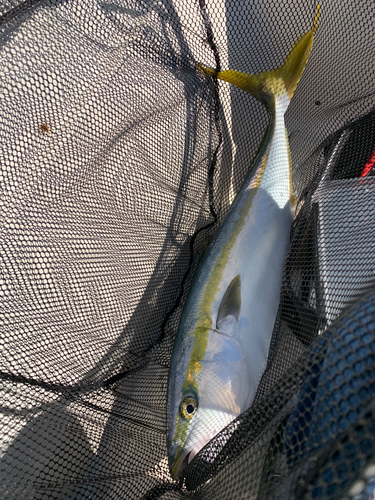 ハマチの釣果