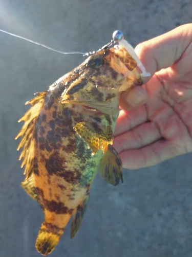 タケノコメバルの釣果