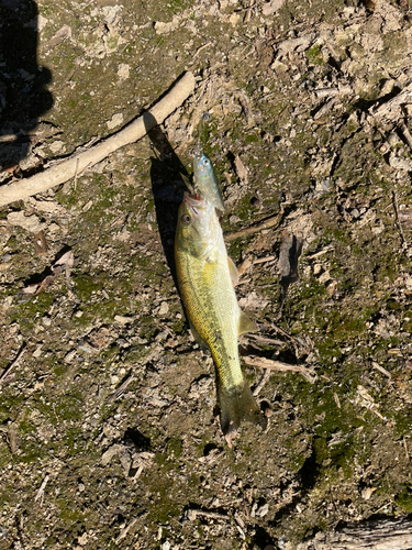 ブラックバスの釣果