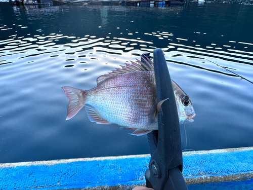 チャリコの釣果