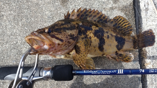 タケノコメバルの釣果