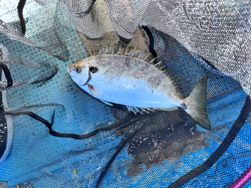 アイゴの釣果