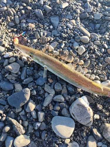 カマスの釣果