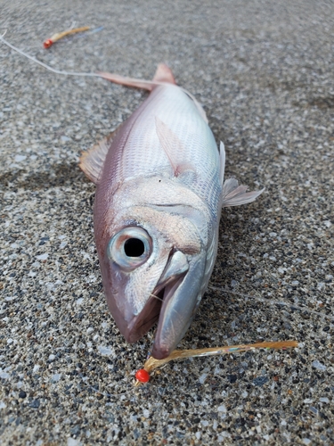 スルメイカの釣果