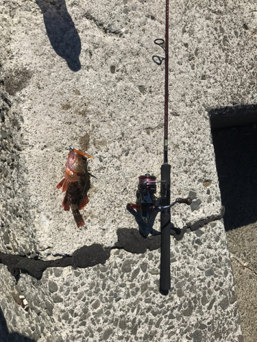 アラカブの釣果