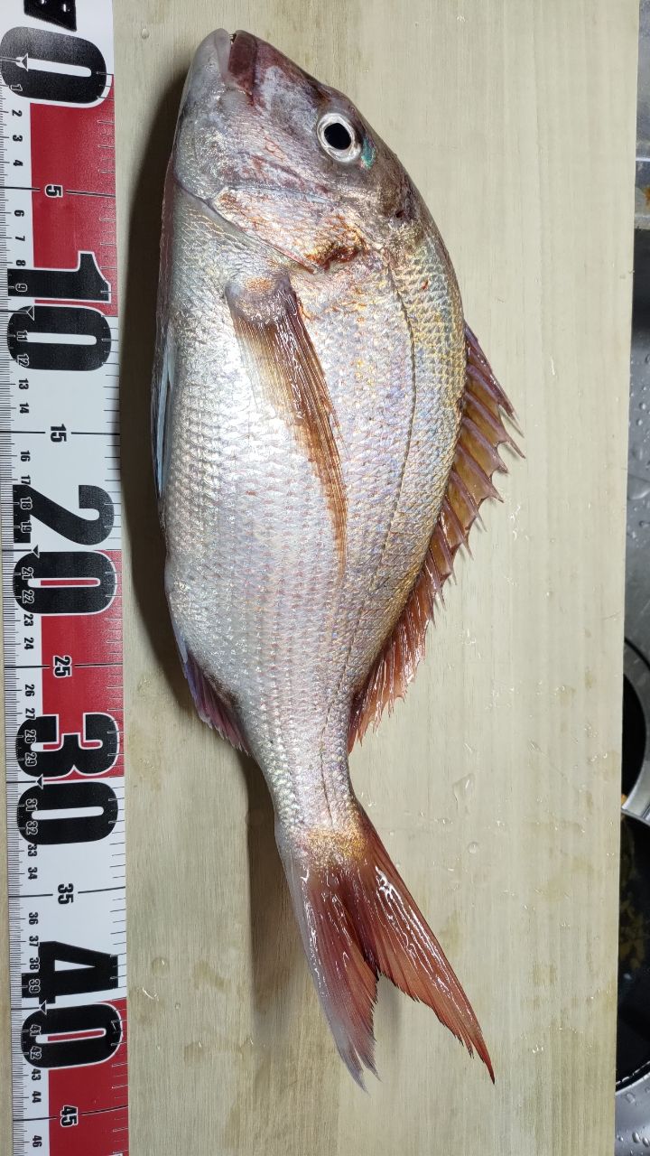 うさださんの釣果 1枚目の画像