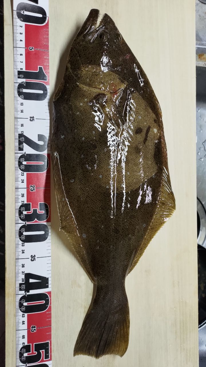 うさださんの釣果 2枚目の画像