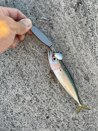 サバの釣果