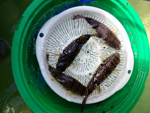 コモンフグの釣果