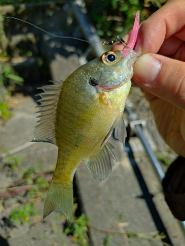 ブルーギルの釣果