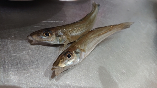 シロギスの釣果