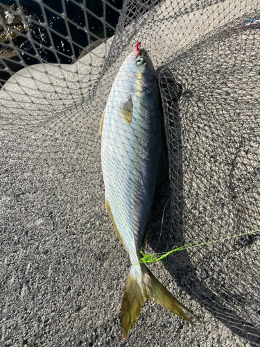 イナダの釣果