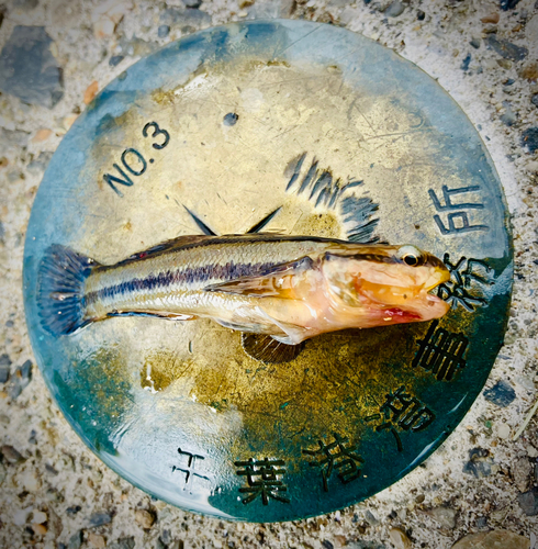 アカオビシマハゼの釣果