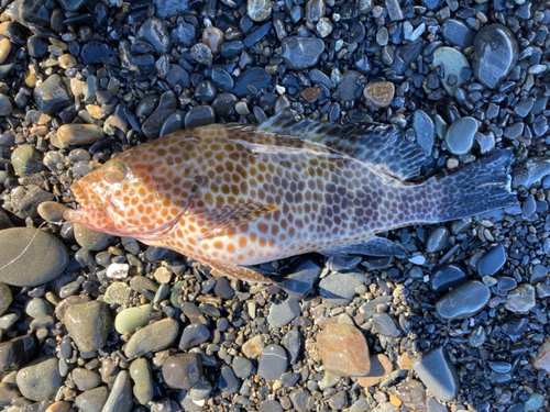 オオモンハタの釣果