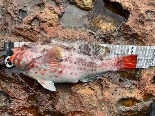 ブダイの釣果