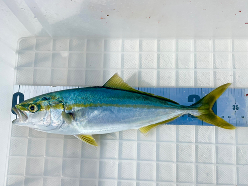 ツバイソの釣果