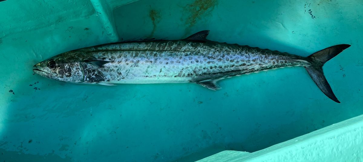 おんな🎣GZさんの釣果 2枚目の画像