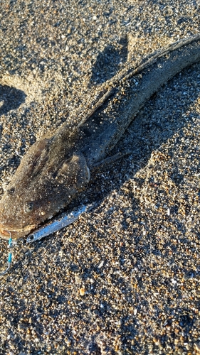 マゴチの釣果