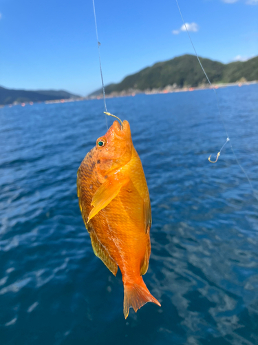 オキゴンベの釣果