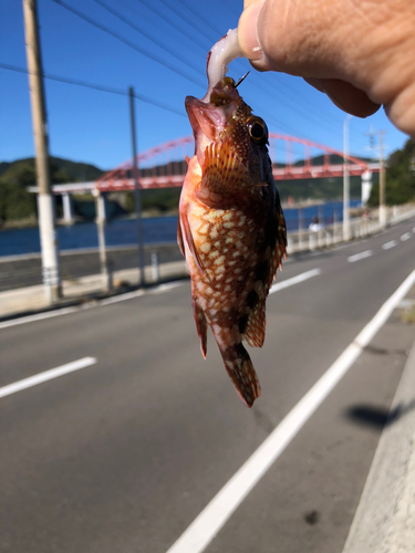 アラカブの釣果