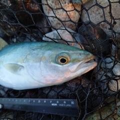 ツバイソの釣果