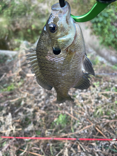 ブルーギルの釣果