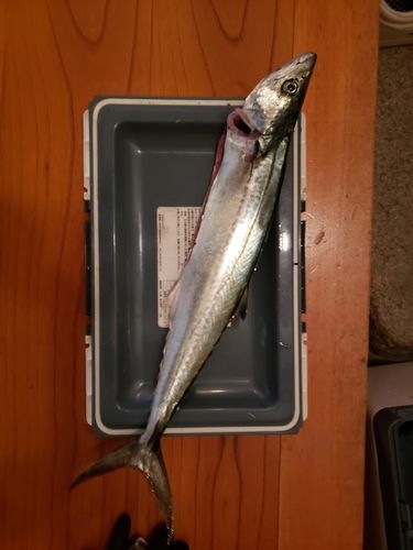 サゴシの釣果